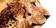 Disneynature présente: félins Déjà sorti depuis le mois d’avril 2011, le dernier-né des productions Disneynature est programmé dans nos salles obscures pour le 1er janvier 2012. Dans les plaines du Serengeti en Tanzanie, les...