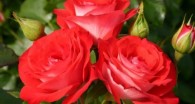 Une rose créée pour les 20 ans de Disneyland Paris Une rose créée pour les 20 ans de Disneyland Paris Les paysagistes de Disneyland Paris ont imaginé la rose « Princesse Disney », créée spécialement pour les vingt ans du parc...