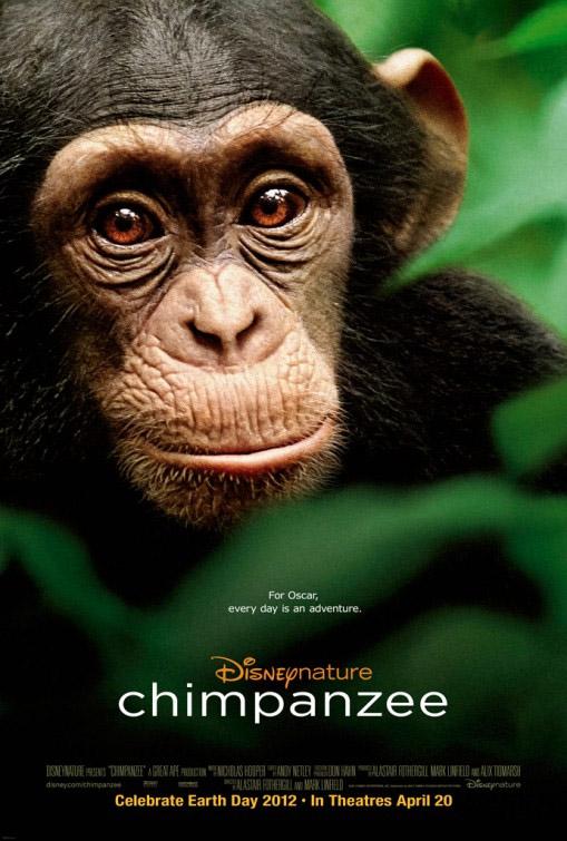chimpanzes-prochain-film-disney-nature-L-aHlKLK