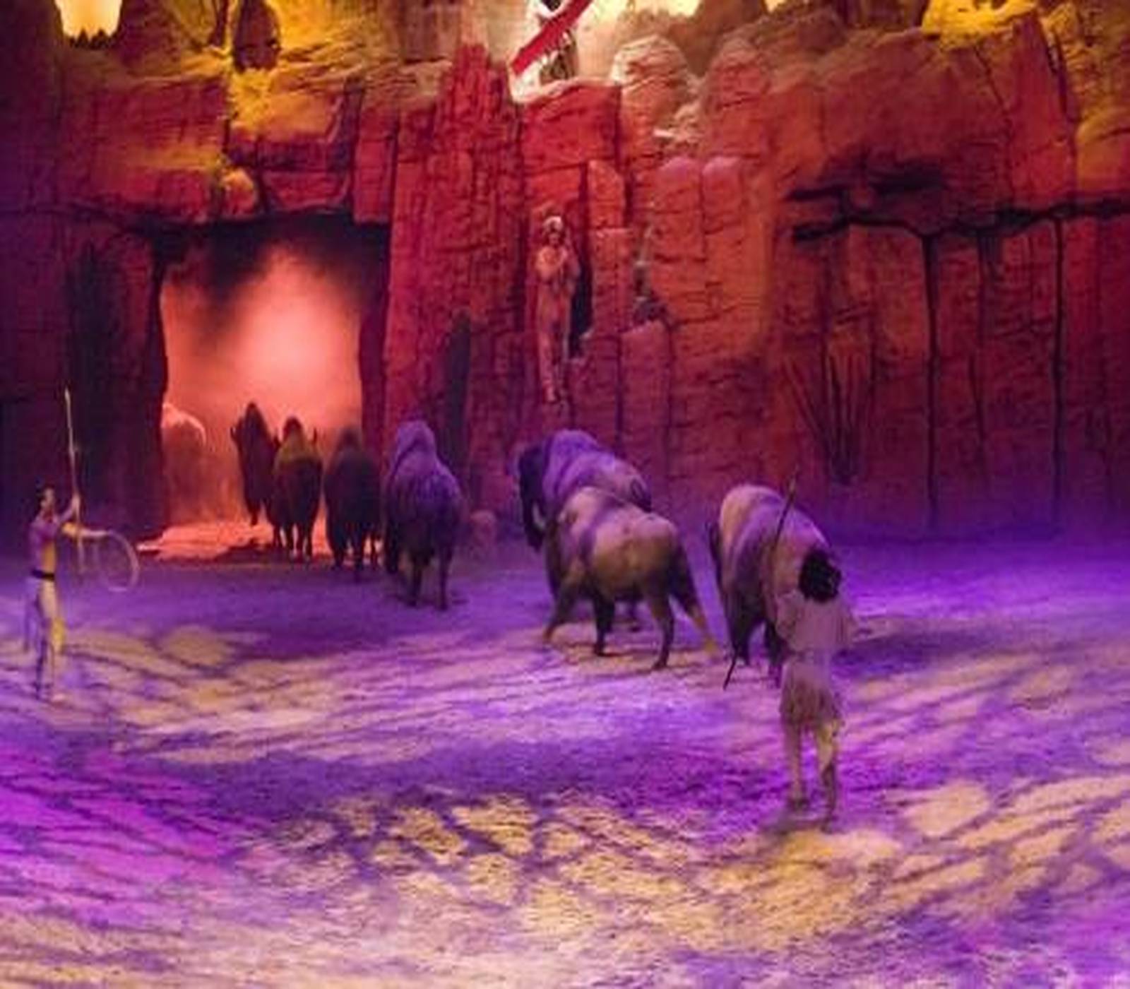 Les bisons du Buffalo Bill's Wild West Show.