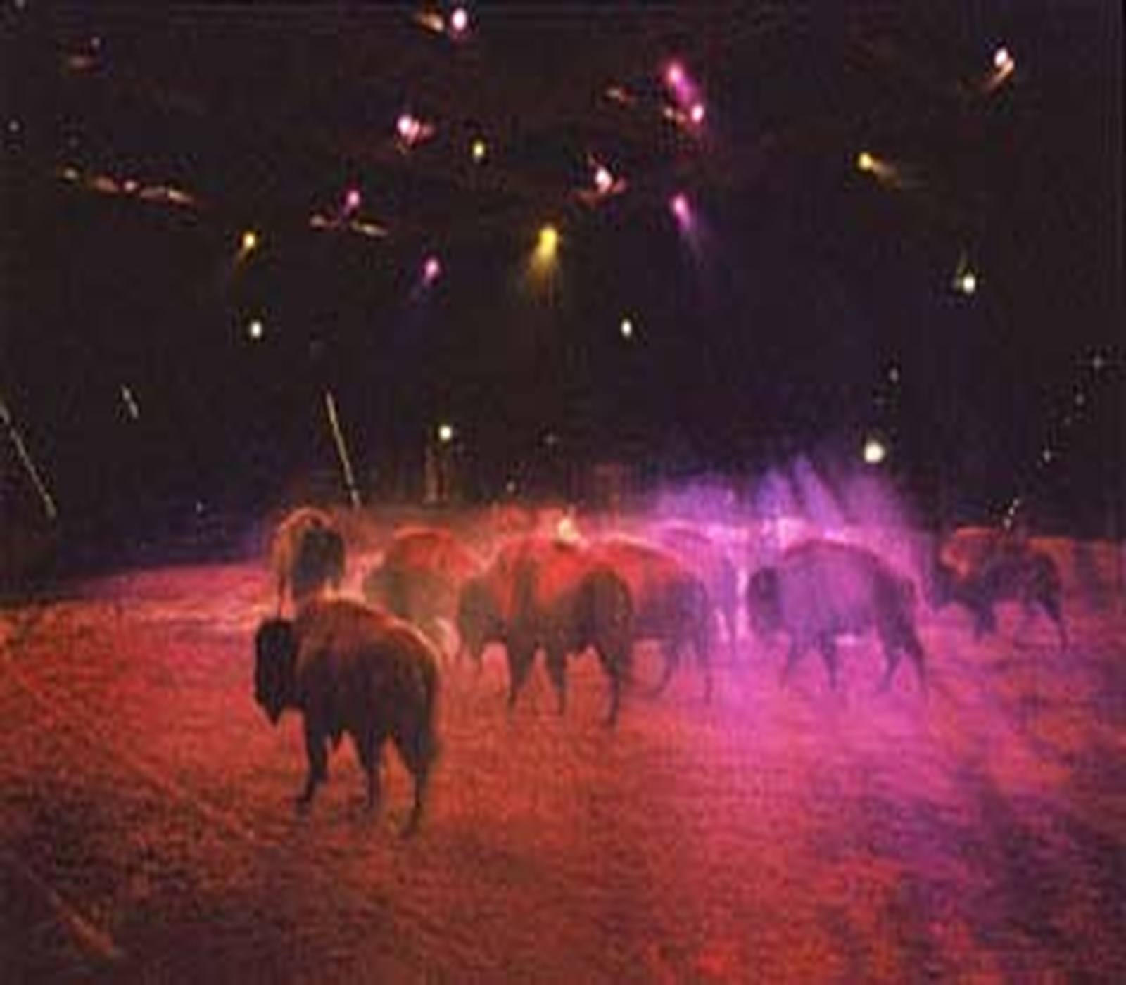 Les Bisons du Buffalo Bill's Wild West Show.