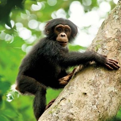 chimpanzés22