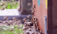abeilles disneyland paris