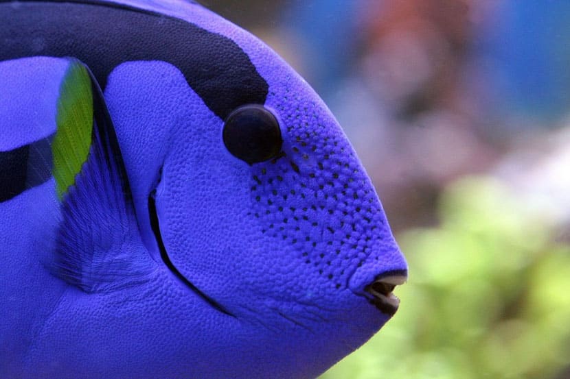 factsheet-blue-surgeonfish