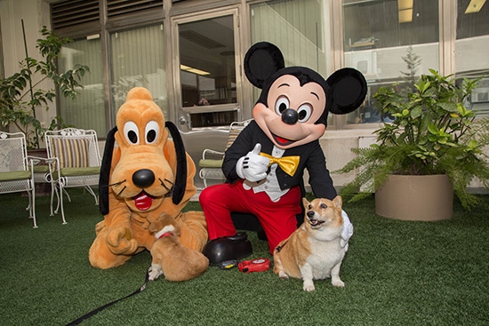 Mickey, Pluto dogs 