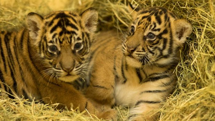 Tigres de Sumatra