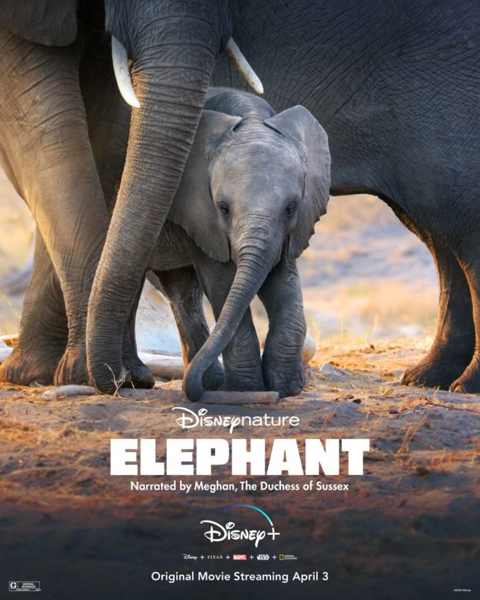 Éléphant, le nouveau documentaire Disneynature exclusivement sur Disney +