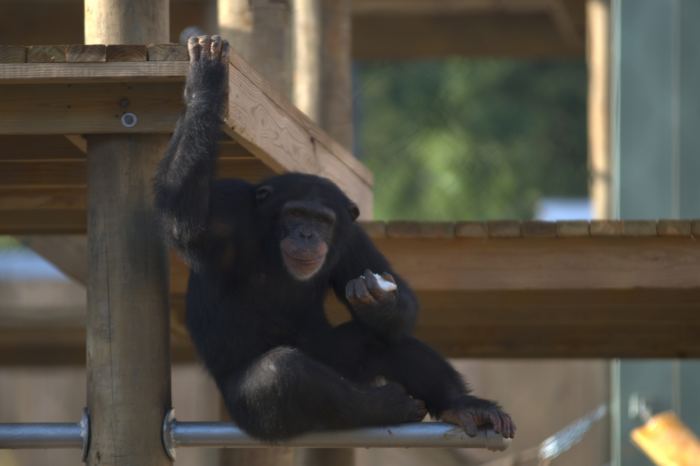 Immersion au cœur du quotidien des chimpanzés dans la nouvelle série documentaire de Disney + Rencontre avec les Chimpanzés, Nicholas Chapoy pour National Geographic
