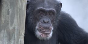 Rencontre avec les Chimpanzés une série documentaire inédite sur Disney +, Nicholas Chapoy pour National Geographic