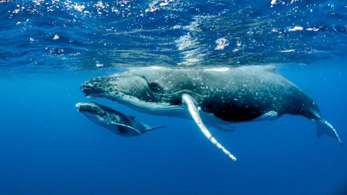 Les Secrets des Baleines sur Disney +, National Geographic