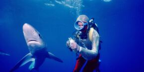 Face aux requins : bande annonce du nouveau documentaire National Geographic