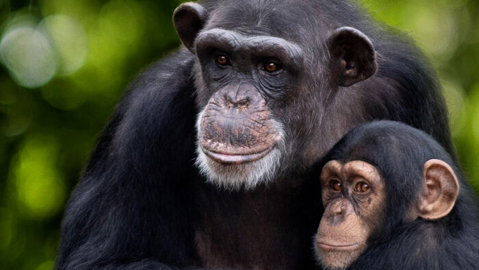 Rencontre avec les chimpanzés Carlee et sa maman