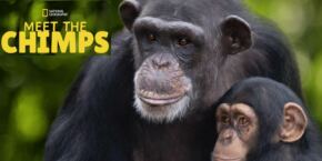 Rencontre avec les chimpanzés série Disney +