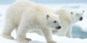 Polar Bear documentaire