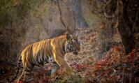Priyanka Chopra Jonas sera la narratrice de Tigres, le prochain Disneynature