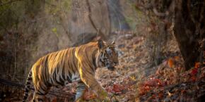 Un tigre, raconté par Priyanka Chopra Jonas dans un documentaire Disneynature, marchant dans une forêt au crépuscule.