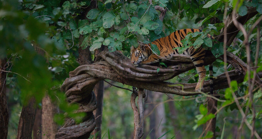 Tigre reposant sur des branches d'arbres entrelacées dans une forêt luxuriante, capturé par Disneynature.