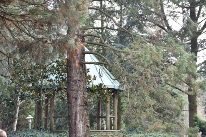 Un gazebo en bois avec un toit vert est partiellement masqué par des arbres dans une zone boisée. Des pins et des feuillages divers entourent la structure.