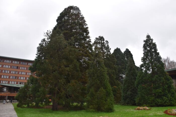 Un groupe de grands arbres à feuilles persistantes dans une zone herbeuse avec un bâtiment à plusieurs étages partiellement visible en arrière-plan.